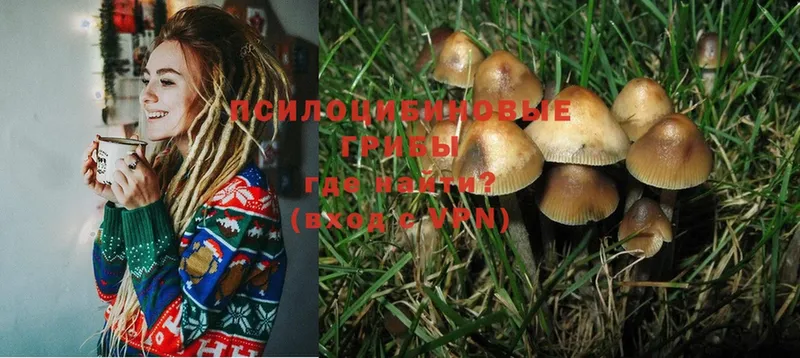 кракен ТОР  Динская  Галлюциногенные грибы MAGIC MUSHROOMS 